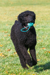 Sadie Plays at the Park!